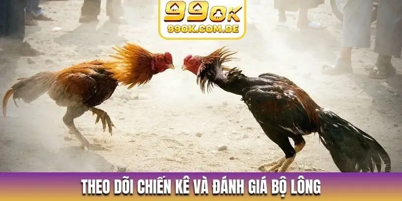 Theo dõi chiến kê và đánh giá bộ lông